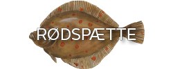 Rødspætte