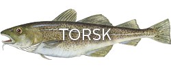 Torsk