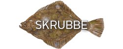 Skrubbe
