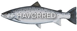 Havørred