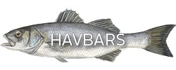 Havbars