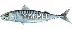 Makrel