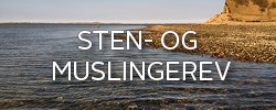 Sten- og muslingerev