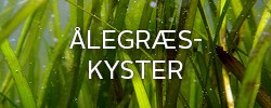 Ålegræskyster